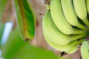 Banana-verde