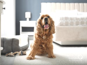 Hotéis petfriendly - Cultura Alternativa