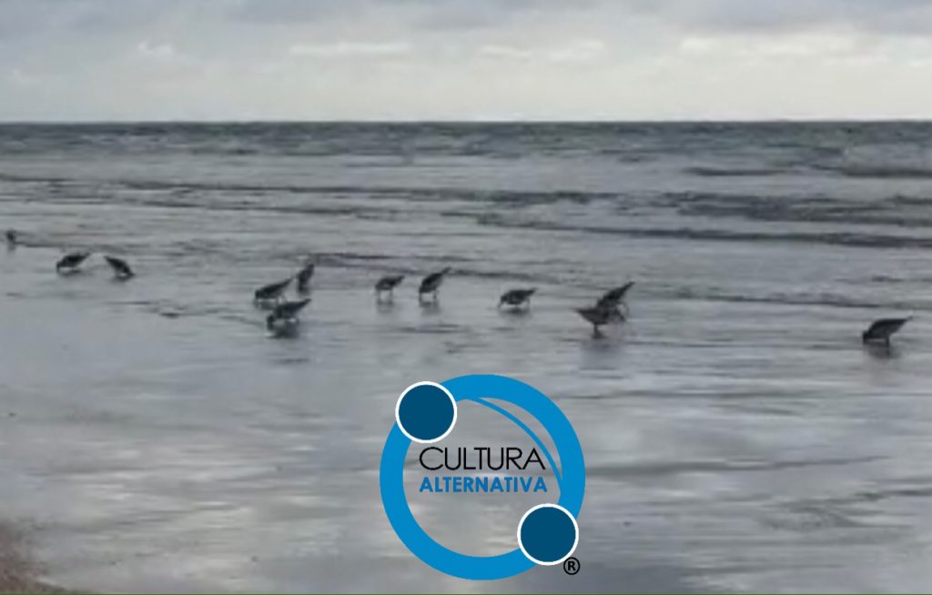 Cultura Alternativa