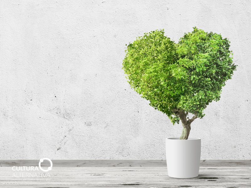 Como Cultivar Plantas em Ambientes Fechados - Plantas muito fáceis de cuidar - Cultura Alternativa
