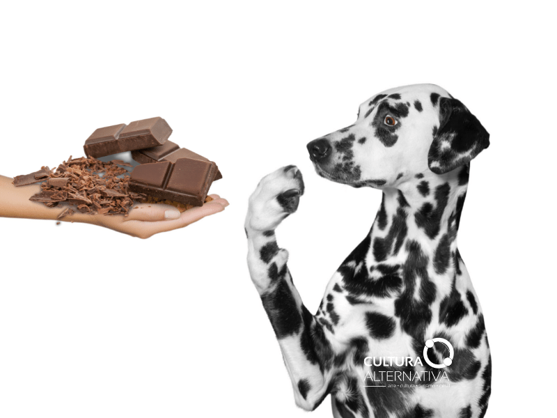 intoxicação de cães por chocolate - Cultura Alternativa