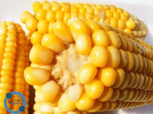 Milho um alimento versátil - Cultura Alternativa