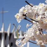 Feriados em Brasília - Rota dos ipês em Brasília - Cultura Alternativa