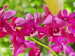 Flores mais resistentes para ter em casa - Cultura Alternativa