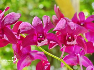 Flores mais resistentes para ter em casa - Cultura Alternativa