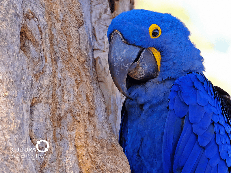 Bonito destino de Ecoturismo - Cultura Alternativa