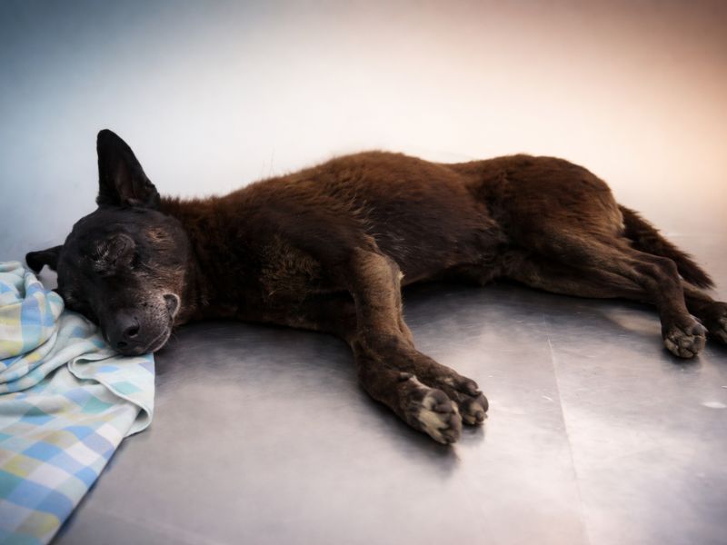 O triste caso do cachorro orelha - Cultura Alternativa