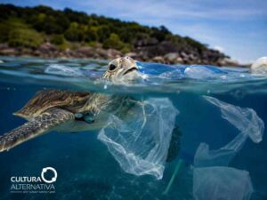 Dia Mundial dos Oceanos - Site Cultura Alternativa