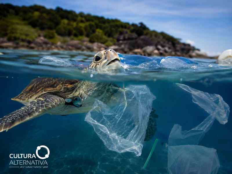 Dia Mundial dos Oceanos - Site Cultura Alternativa