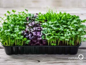 Microgreens - Site cultura alternativa
