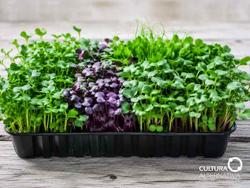 Microgreens - Site cultura alternativa
