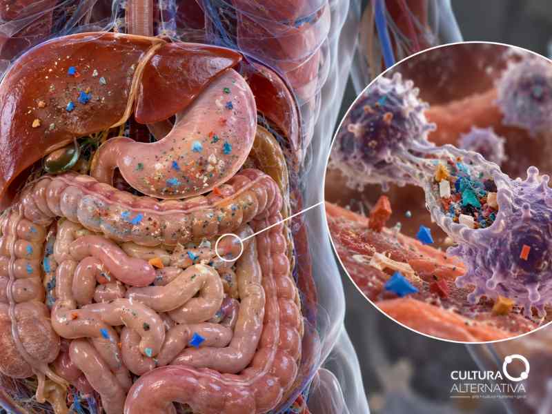 Microplásticos no organismo: efeitos no sistema imunológico