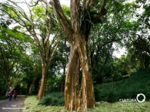 Roberto Burle Marx - Cultura Alternativa