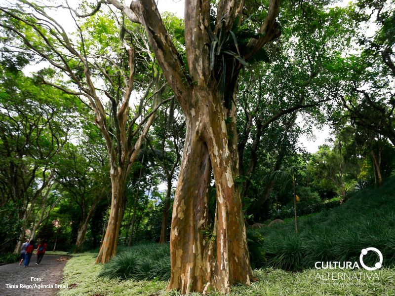 Roberto Burle Marx - Cultura Alternativa